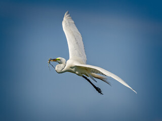 Great Egret carries twigs to new nest.