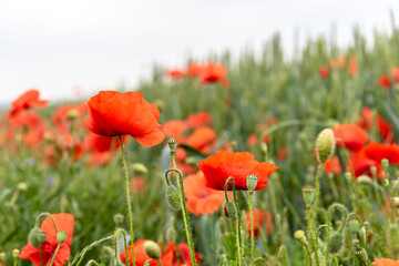 Red poppy blossom and small poppyheads hidden in the corn field
