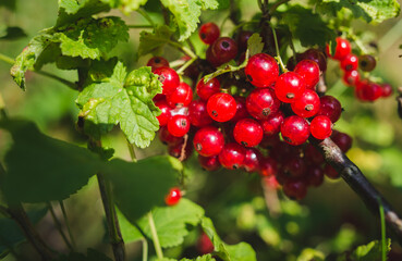 Red currants in the garden