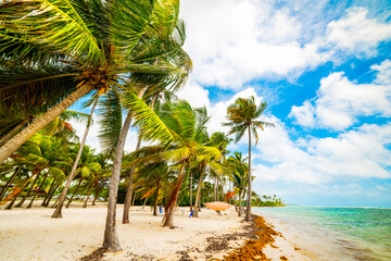 Coconut palm trees in Bois Jolan beach in Guadeloupe