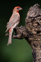 Male house finch perched on a tree stump