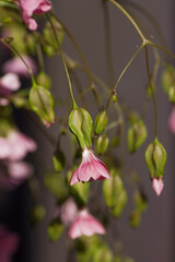 pink 
gypsophila flower