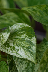 Green Epipremnum Happy leaf