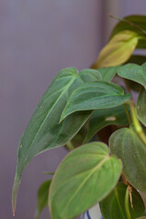 Close up of house plants
