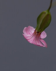 single pink flower with a grey background