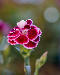 pink and purple dianthus close up