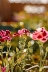 pink dianthus in garden and bokeh