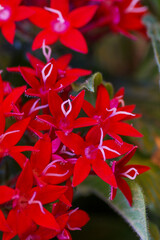 Close up of a red pentas
