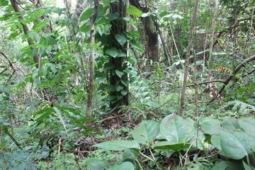 Ualaka'a Trail Tantalus Drive Oahu Island Hawaii