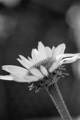 Echinacea close up in black an white