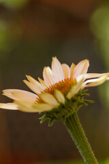 Echinacea close up in the sunlight