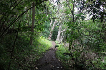 Fototapeta premium Ualaka'a Trail Tantalus Drive Oahu Island Hawaii