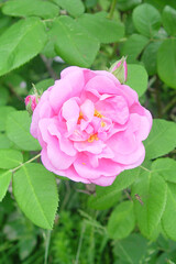 Obraz na płótnie Canvas pink rose in garden