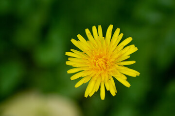 yellow dandelion flower