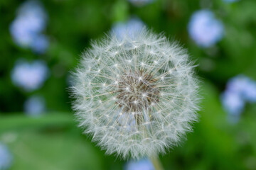 dandelion seed head 2