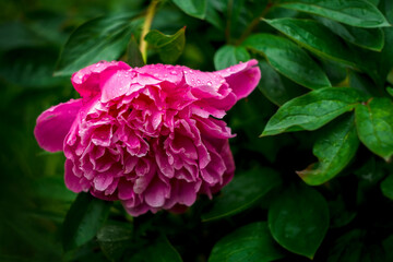drops of water on a peony