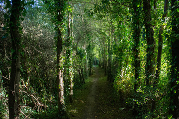Fototapeta na wymiar Forest path