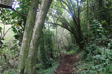 Ualaka'a Trail Tantalus Drive Oahu Island Hawaii