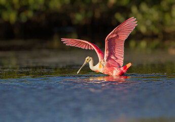 Rosette spoonbill shows his colorful breeding plumage in spring. © Jo