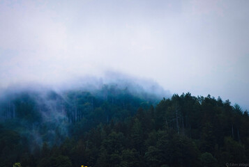 fog in the forest