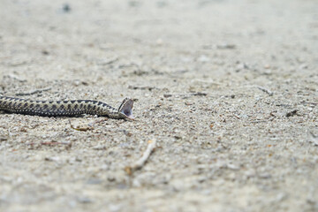 Serpent gueule ouverte .