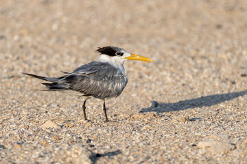 Lesser crested tern