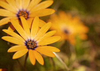 African Daisies closeup, grunge textured.
