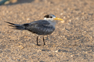 Lesser crested tern