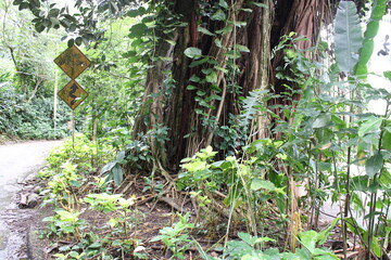 Ualaka'a Trail Tantalus Drive Oahu Island Hawaii
