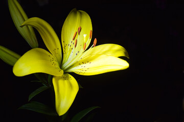 flowers at night lit by the mysterious light of a lantern