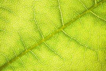 the structure of a green tree leaf as a macro background