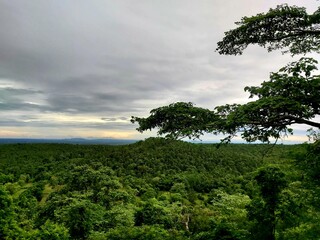 tree on the hill