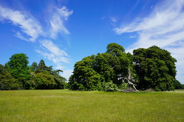 landscape with trees and sky