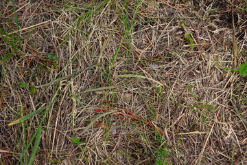 snake in the grass