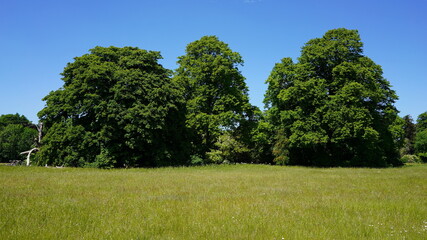 trees in the field
