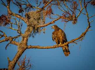 Young fledged American bald eagle perches on branch