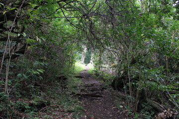 Obraz premium Ualaka'a Trail Tantalus Drive Oahu Island Hawaii