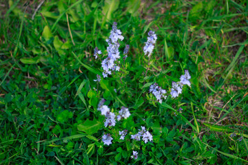 forget me not flowers