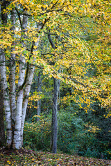 Obraz premium Yellow leaves of autumn engulf birch tree in Pisgah Forest