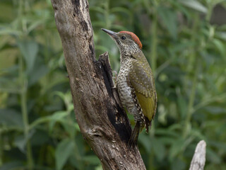 Grünspecht an altem Baum