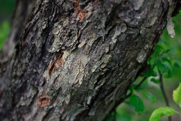 tree bark texture