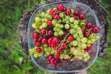 Sweet fresh red  and white currant berry in a bowl on wood background. Top view. Fresh ripe of gooseberry . harvest of berries on a wooden background. place for text