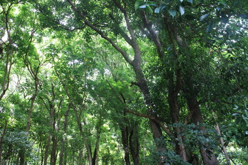 Ualaka'a Trail Tantalus Drive Oahu Island Hawaii