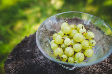 
Sweet fresh gooseberry berry in a bowl on wood background. Top view. Fresh ripe of gooseberry . harvest of berries on a wooden background. place for text
O