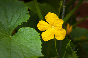 Yellow cucumber flower close up with vine stems, leaves, and tendrils on a metal support