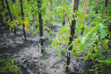 Young tomato plants on plantation field