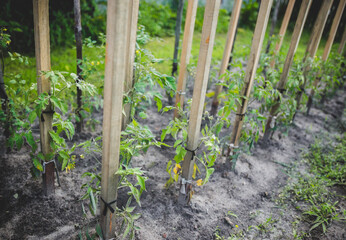 Fototapeta na wymiar Young tomato plants on plantation field
