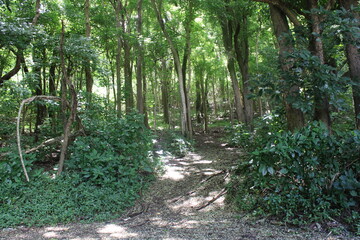 Ualaka'a Trail Tantalus Drive Oahu Island Hawaii