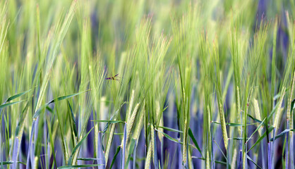 green and young barley field during sunset