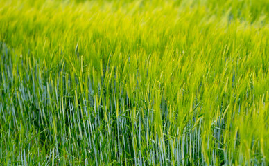 green and young barley field during sunset